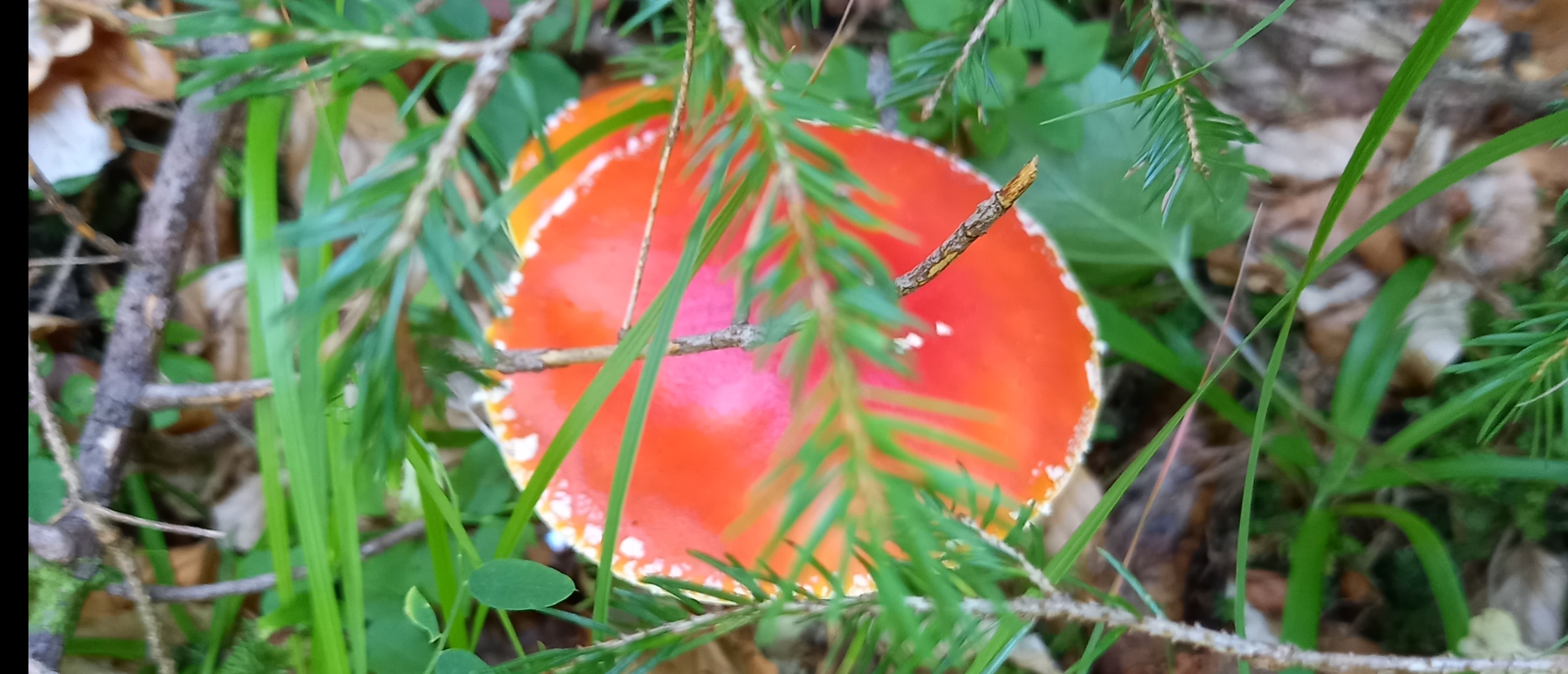 Fungo rosso con pallini bianchi immerso nel sottobosco